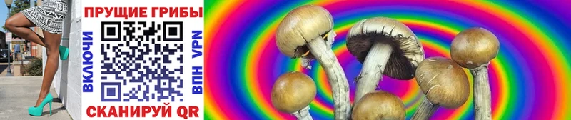купить   Ефремов  Псилоцибиновые грибы Cubensis 